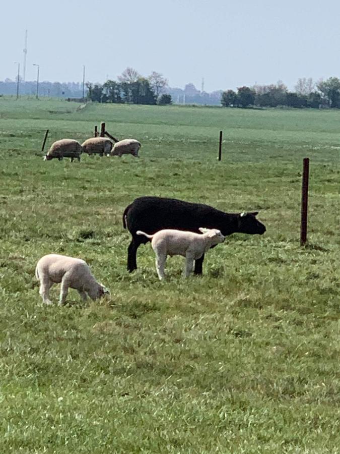Accomadatie ZONNESTRAAL Westerland Buitenkant foto